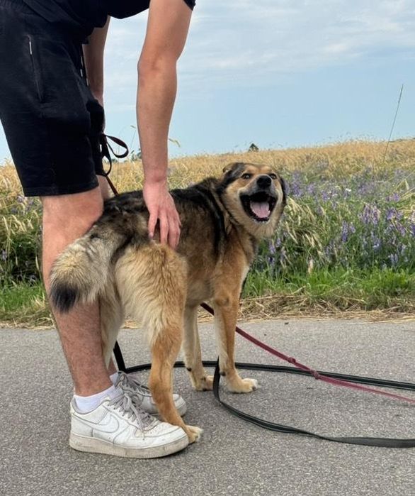 Energiczny psiak Gringo szuka domu