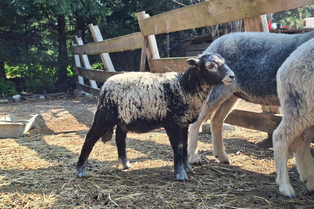 Jagnięta po angielskim baranie rasy herdwick (okazja!)