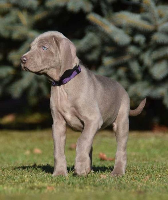 wyżeł weimarski szczenię -suka