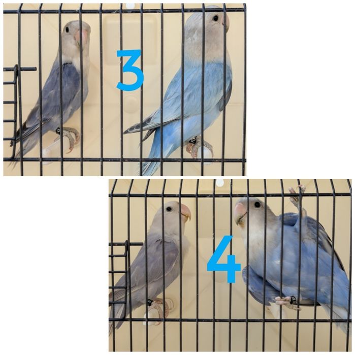 Casais de roseicollis