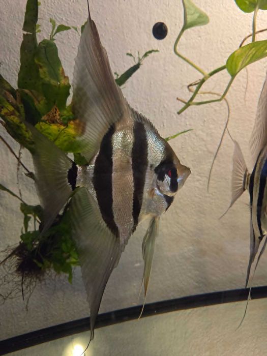 Pterophyllum scalare Skalar peru altum - młode (F2) po pięknych rodzicach