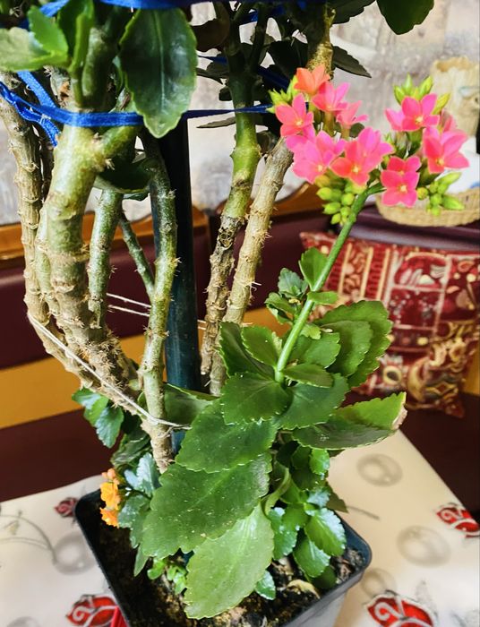 Паперомія широколистна, Каланхое, гарні великі кущі