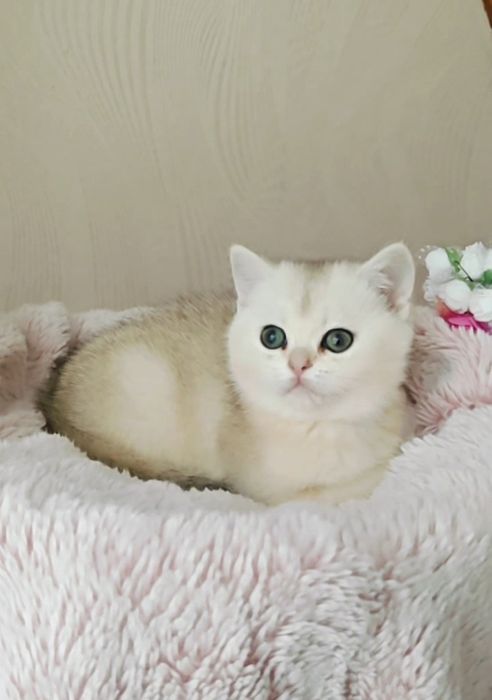 Чистокровные девочка и мальчик серебристые шиншиллы