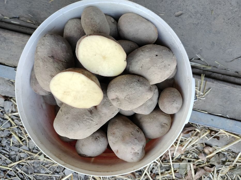 Ziemniaki w drugim gatunku