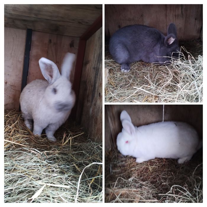 WN wiedeński niebieski