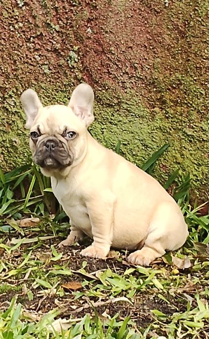 Bulldog Francês Lilac