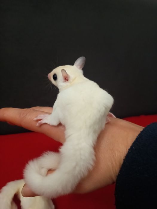 Lotopałanka karłowata ,leucistic (biała)