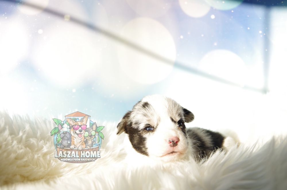 Welsh Corgi Cardigan suczka dziewczynka