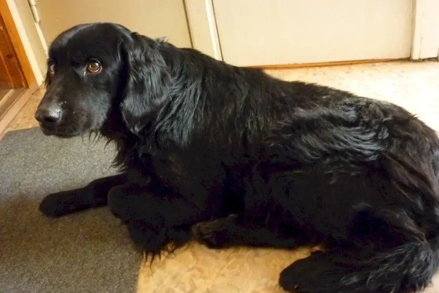 Пропала собака, кобель