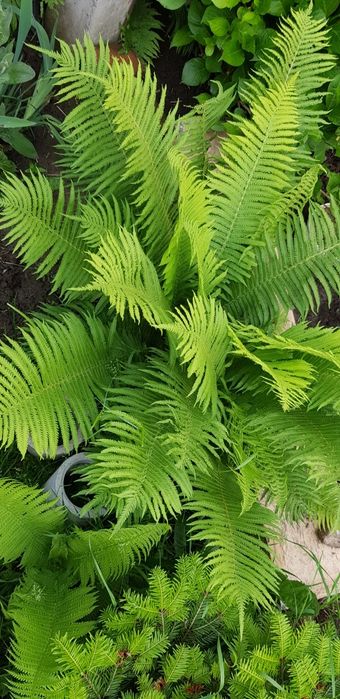 Папоротник садовий,папороть садова