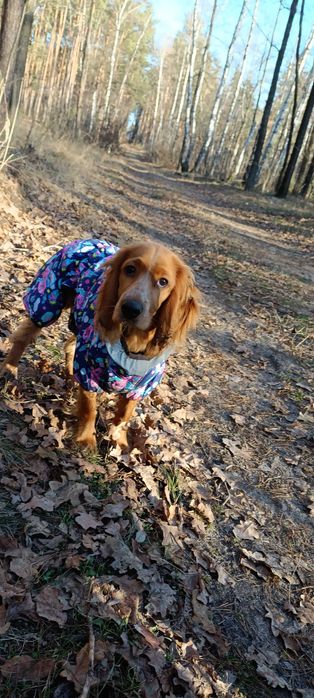 Шукаю дівчинку для в'язки кокер спанієль. Хлопець 1,6 років