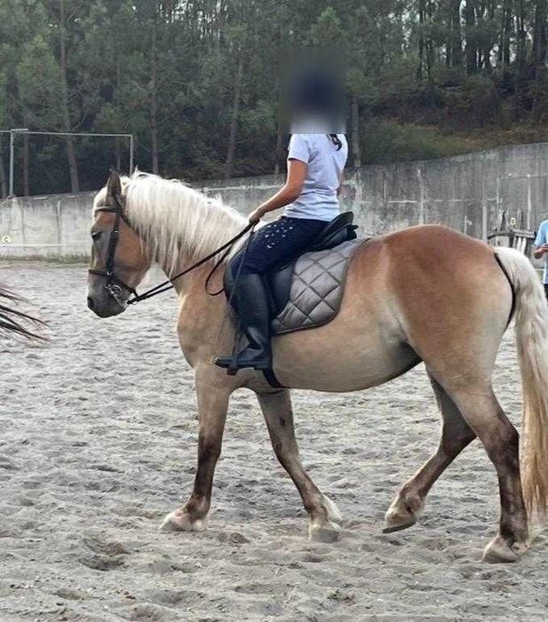 Égua palomina 4 anos
