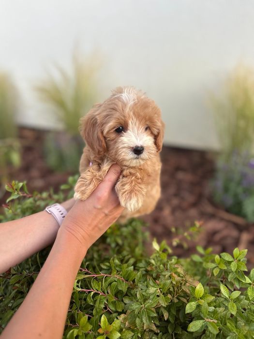 Maltipoo Suczka Art Puppies Badania