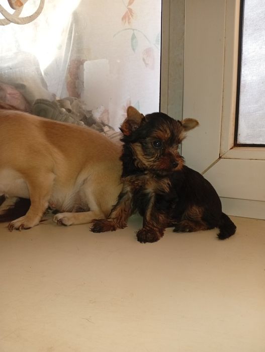 Мальчик йоркширский терьер