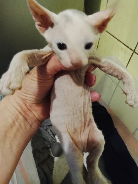 Бронь котята донскова сфинкса родились 10.03