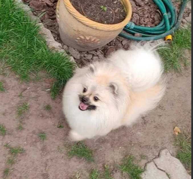 Супер пухнастий тінейджер-шпіц в ошатній кремовій шубці. Киянин