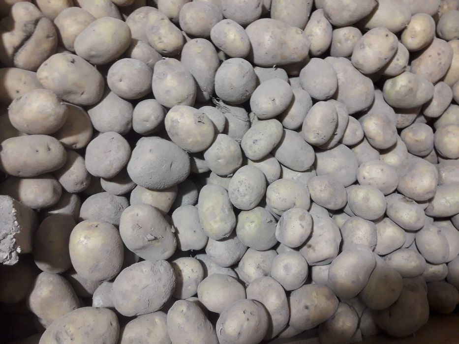 Ziemniaki jadalne vineta, karelia