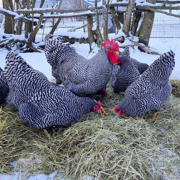 Kogury Amrock jaja lęgowe