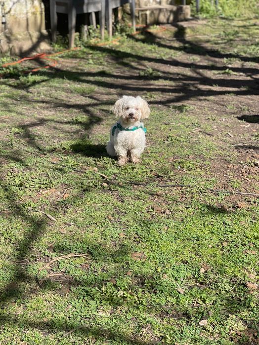 Hotel & Park Cães & Cia.