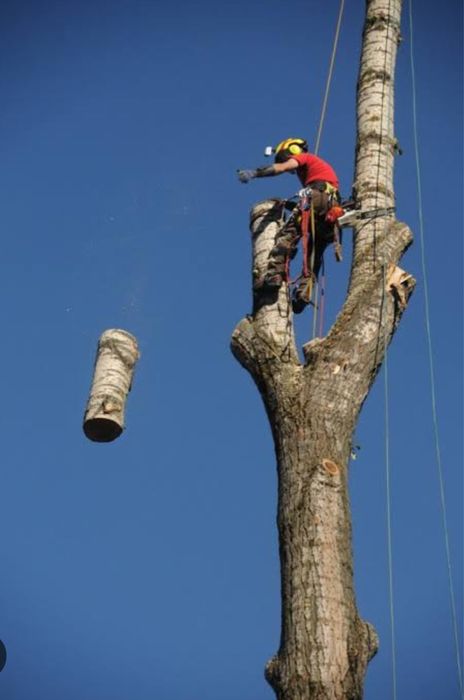 Обрезка сложних деревьев с вишкой и без Формивание фруктовых
