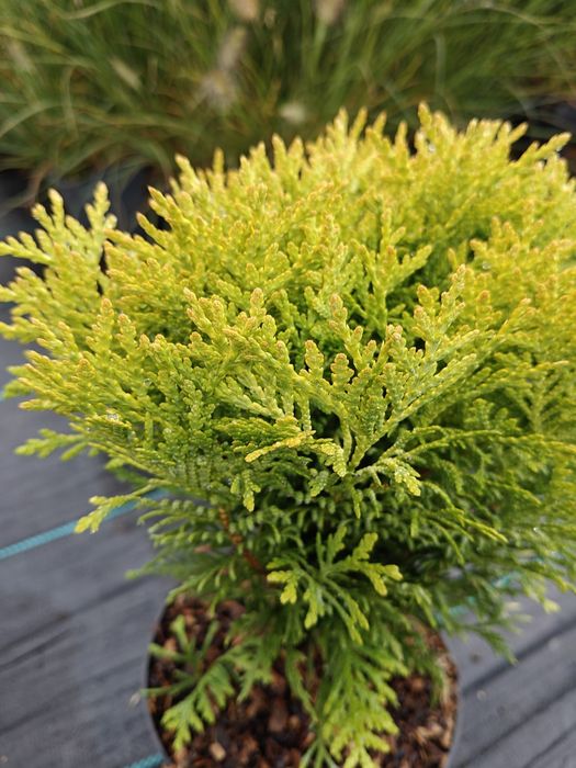 Tuja thuja Mirjam złota kulka