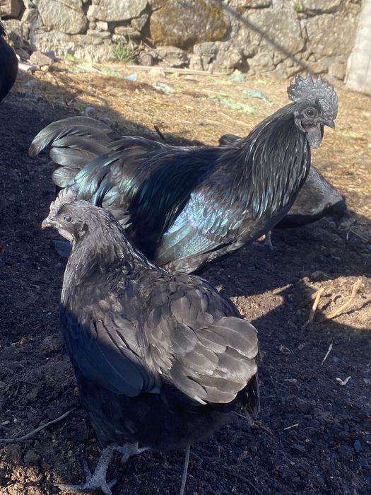 Ovos Galados Ayam Cemani – Para Incubação