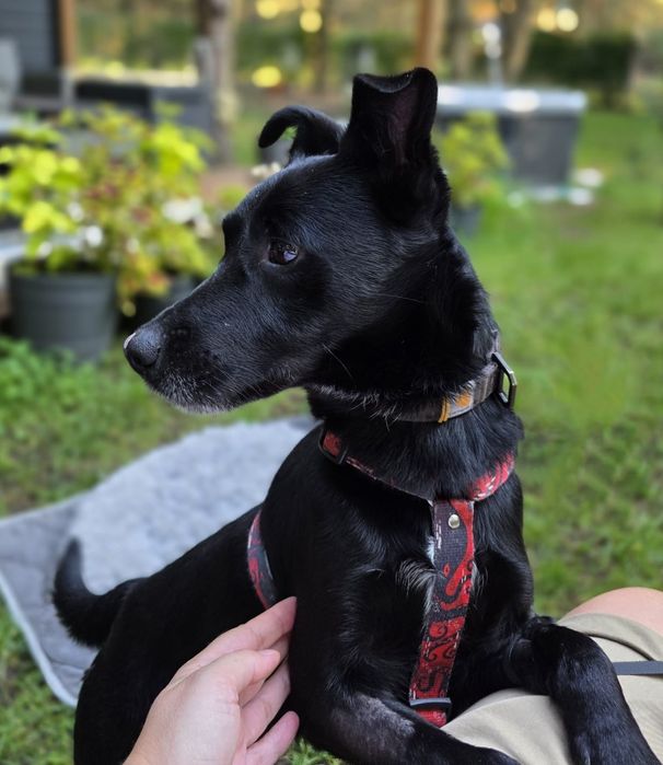 Kacper w poszukiwaniu domu na zawsze