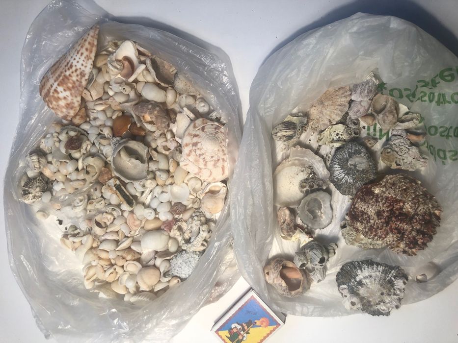 Продам ракушки для акаариума