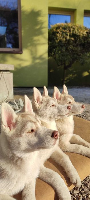Piękne Siberian Husky  ZKwP po Grand Championach