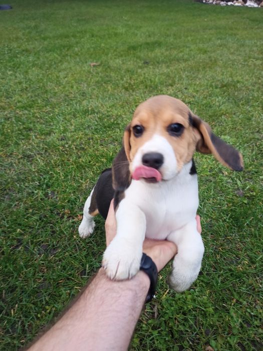 Бігль чистокровні .