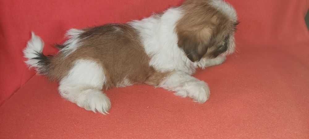 Shih-tzu magnifico