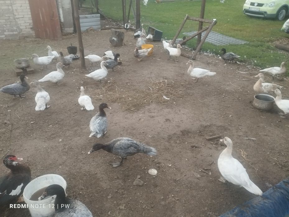 Kaczki piżmowe jednolite srebrne i niebieskie