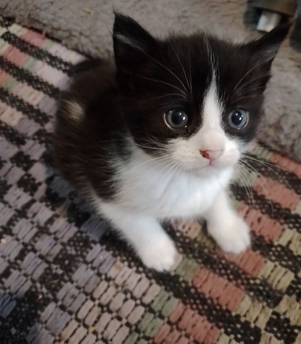 КОТЯТА МЕТИСЫ  в добрые руки