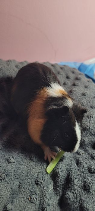 Świnka morska  około 6 miesięcy