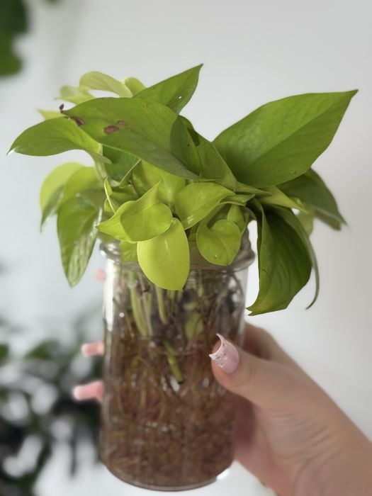 Sadzonki epipremnum lemon lime