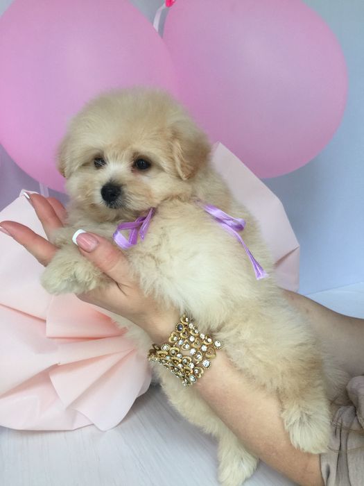 Ідеальна Помапу для вашого дому