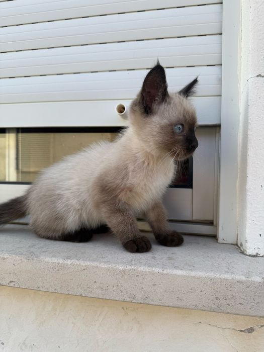 Gatinha Femea para adoção