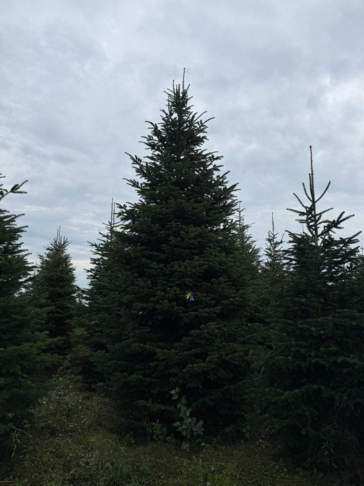 Новорічні ялинки/Безкоштовна доставка по місту