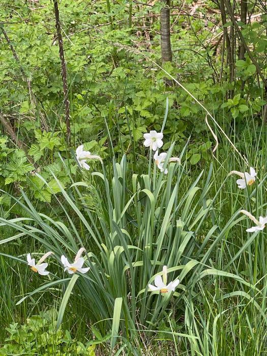 Відпочинок з можливістю лікування в приватному секторі с. Поляна