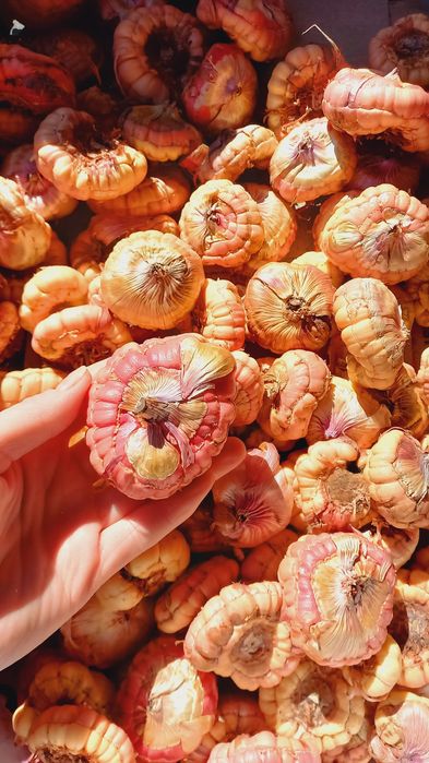 Цибулини гладіолуса луковиці бульби насіння квітів,гладиолус луковицы