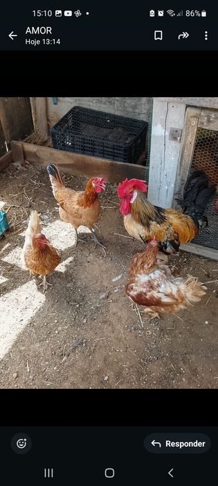 Galinha ,pintinhos e ovos