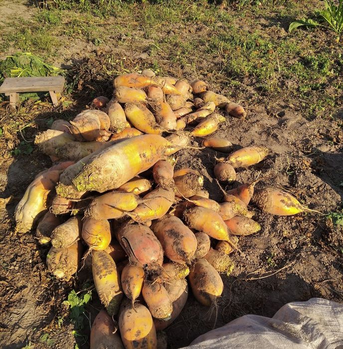 Кормовий буряк .