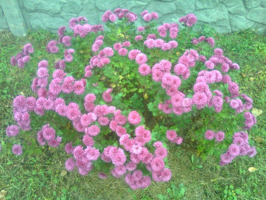 Аренда дома в Обуховке