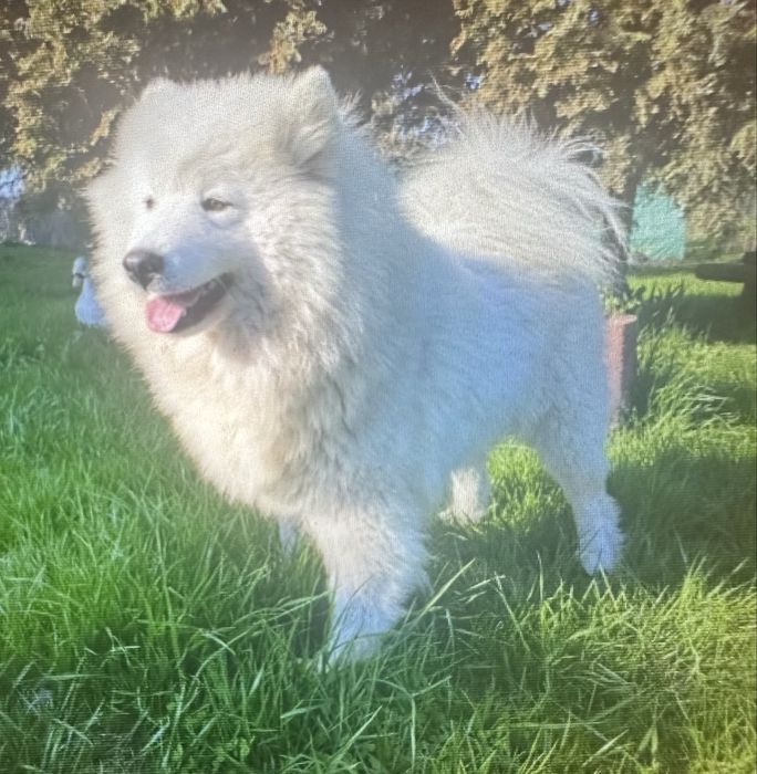 Sprzedam Samoyeda