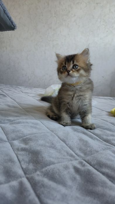 Золотий британський хлопчик