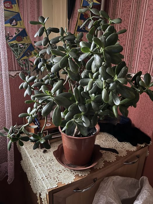 Грошове дерево