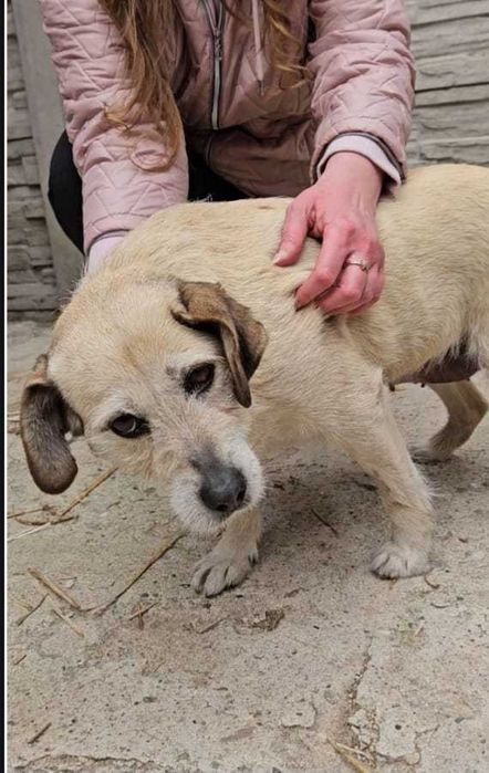 Daisy – najwierniejsze serce, które wciąż czeka