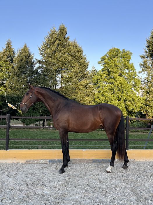 Lusitano com 3 anos