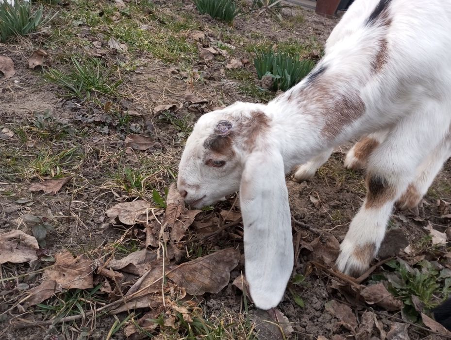 Козенята каморі-нубійські