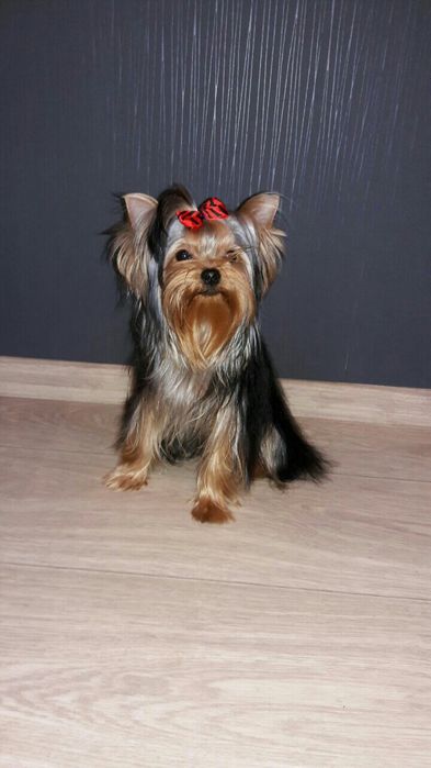 Йорк приглашает на свидание .